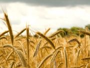 Пшеничное поле жизни и смерти из рассказа Рэя Брэдбери 